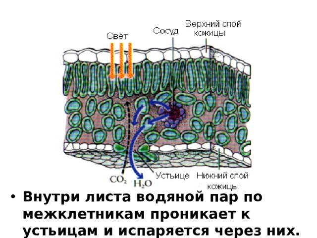 Внутри листа водяной пар по межклетникам проникает к устьицам и испаряется через них. 