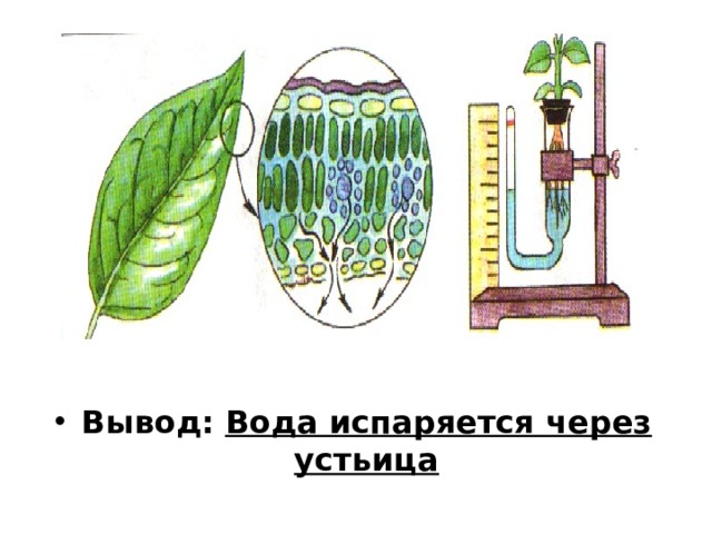 Вывод: Вода испаряется через устьица 