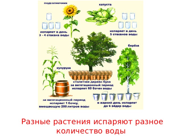 Разные растения испаряют разное количество воды 