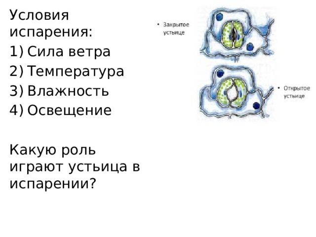 Условия испарения: Сила ветра Температура Влажность Освещение Какую роль играют устьица в испарении? 