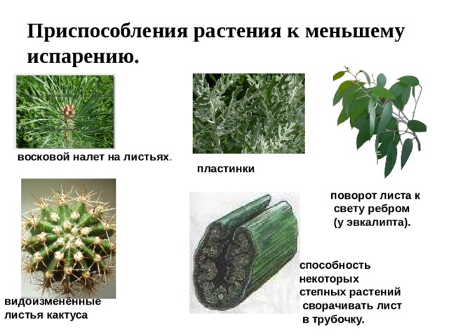 Приспособления растения к меньшему испарению. восковой налет на листьях .  пластинки поворот листа к  свету ребром  (у эвкалипта). способность некоторых степных растений  сворачивать лист  в трубочку. видоизменённые листья кактуса 