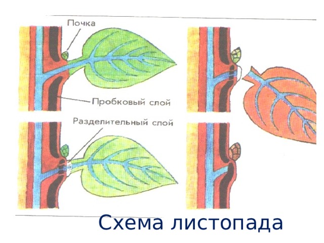 Схема листопада 