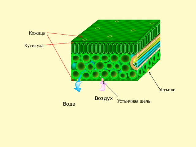 Кожица Кутикула Устьице  Вода Воздух Устьичная щель 