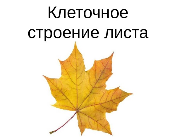 Клеточное строение листа 