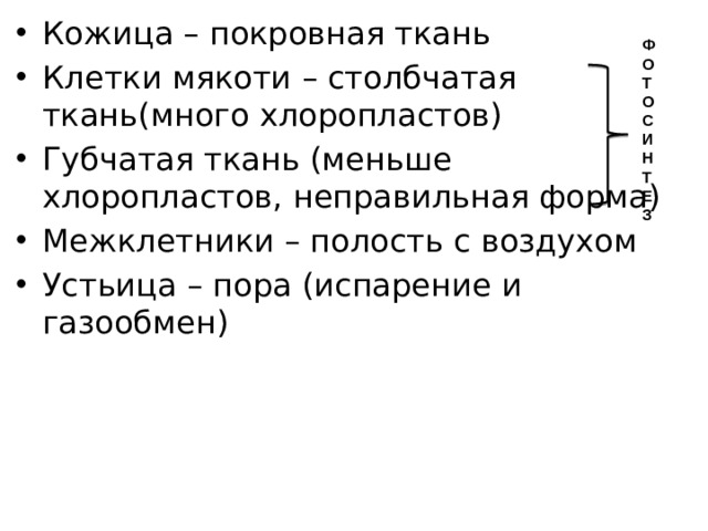 Кожица – покровная ткань Клетки мякоти – столбчатая ткань(много хлоропластов) Губчатая ткань (меньше хлоропластов, неправильная форма) Межклетники – полость с воздухом Устьица – пора (испарение и газообмен) ФОТОСИНТЕЗ 