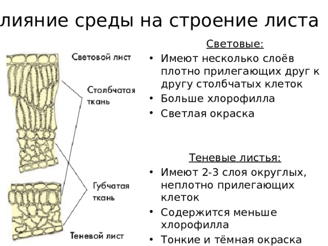 Влияние среды на строение листа Световые: Имеют несколько слоёв плотно прилегающих друг к другу столбчатых клеток Больше хлорофилла Светлая окраска Теневые листья: Имеют 2-3 слоя округлых, неплотно прилегающих клеток Содержится меньше хлорофилла Тонкие и тёмная окраска 