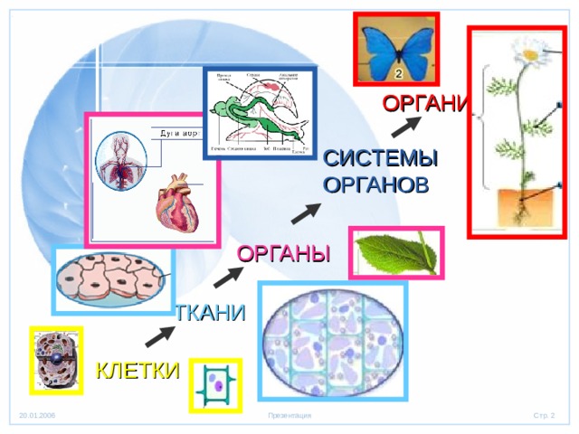 ОРГАНИЗМ СИСТЕМЫ ОРГАНОВ ОРГАНЫ ТКАНИ КЛЕТКИ 