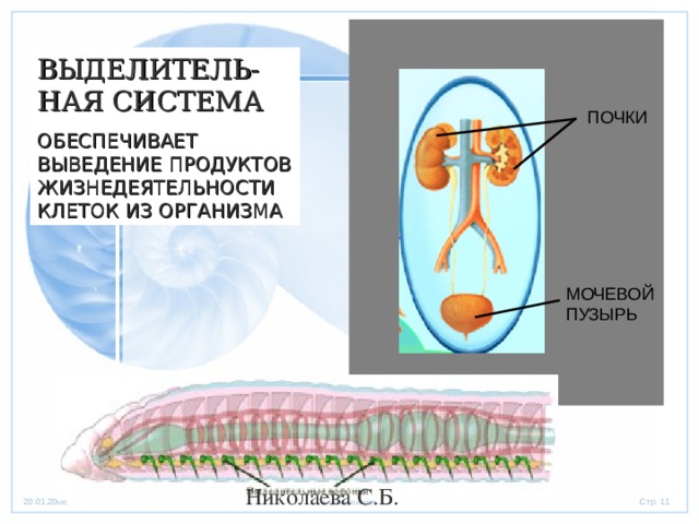 ВЫДЕЛИТЕЛЬ-НАЯ СИСТЕМА ОБЕСПЕЧИВАЕТ ВЫВЕДЕНИЕ ПРОДУКТОВ ЖИЗНЕДЕЯТЕЛЬНОСТИ КЛЕТОК ИЗ ОРГАНИЗМА ПОЧКИ МОЧЕВОЙ ПУЗЫРЬ Николаева С.Б. 