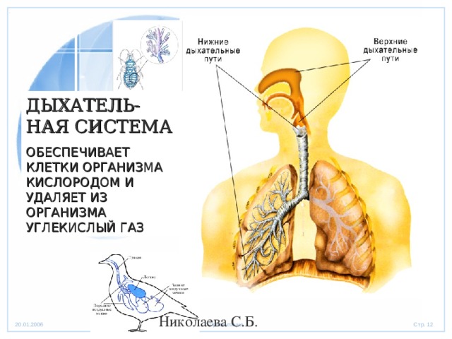 ДЫХАТЕЛЬ-НАЯ СИСТЕМА ОБЕСПЕЧИВАЕТ КЛЕТКИ ОРГАНИЗМА КИСЛОРОДОМ И УДАЛЯЕТ ИЗ ОРГАНИЗМА УГЛЕКИСЛЫЙ ГАЗ Николаева С.Б. 