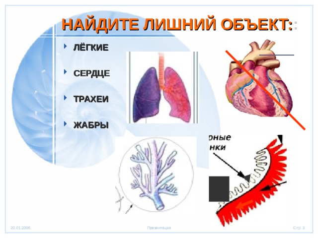 НАЙДИТЕ ЛИШНИЙ ОБЪЕКТ: : ЛЁГКИЕ  СЕРДЦЕ  ТРАХЕИ  ЖАБРЫ 
