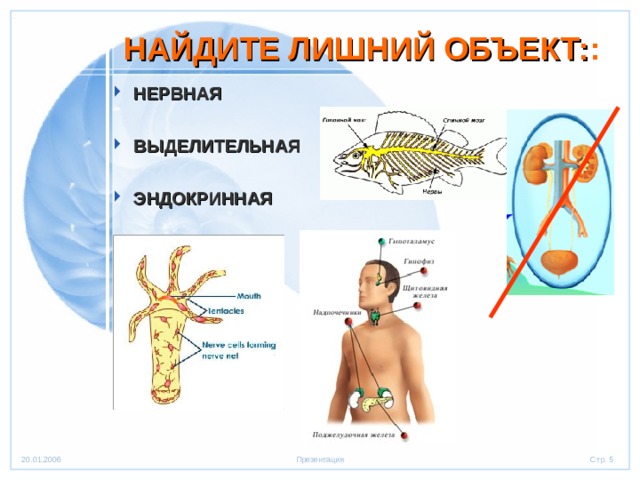 НАЙДИТЕ ЛИШНИЙ ОБЪЕКТ: : НЕРВНАЯ  ВЫДЕЛИТЕЛЬНАЯ  ЭНДОКРИННАЯ 