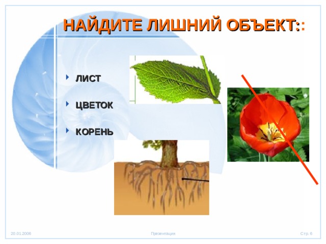 НАЙДИТЕ ЛИШНИЙ ОБЪЕКТ: : ЛИСТ  ЦВЕТОК  КОРЕНЬ 