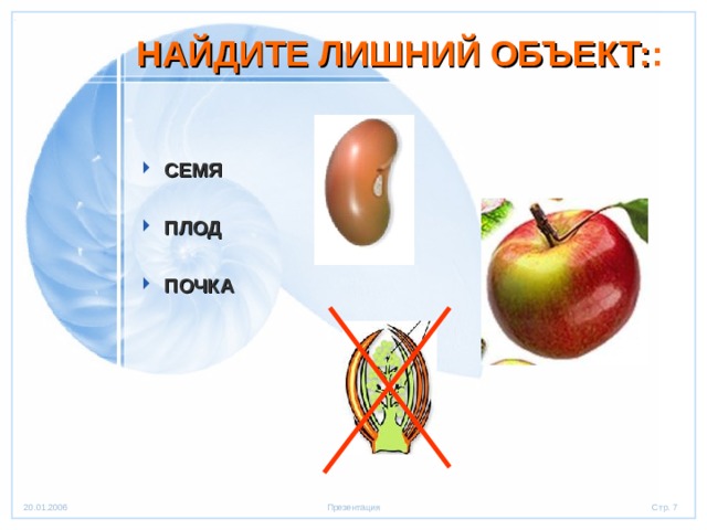 НАЙДИТЕ ЛИШНИЙ ОБЪЕКТ: : СЕМЯ  ПЛОД  ПОЧКА 