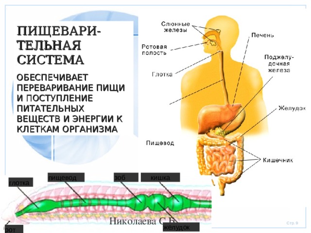 ПИЩЕВАРИ-ТЕЛЬНАЯ СИСТЕМА ОБЕСПЕЧИВАЕТ ПЕРЕВАРИВАНИЕ ПИЩИ И ПОСТУПЛЕНИЕ ПИТАТЕЛЬНЫХ ВЕЩЕСТВ И ЭНЕРГИИ К КЛЕТКАМ ОРГАНИЗМА пищевод зоб кишка глотка Николаева С.Б. желудок рот 