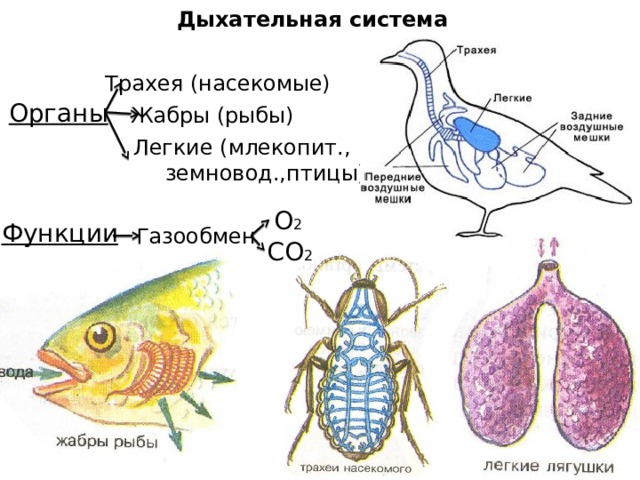 Дыхательная система Трахея (насекомые) Органы Жабры (рыбы) Легкие (млекопит.,  земновод.,птицы) О 2 Функции Газообмен СО 2 