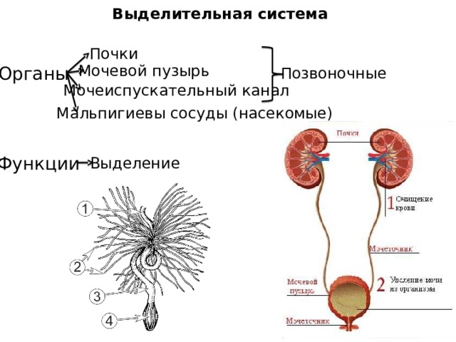 Выделительная система Почки Мочевой пузырь Органы Позвоночные Мочеиспускательный канал Мальпигиевы сосуды (насекомые) Функции Выделение 