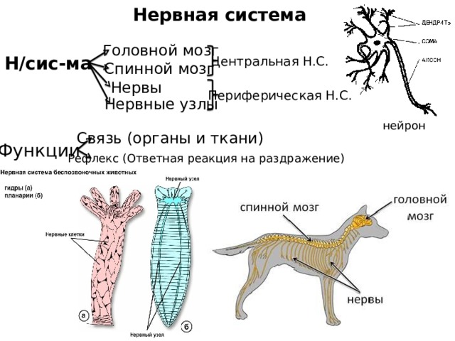 Нервная система Головной мозг Н/сис-ма Центральная Н.С. Спинной мозг Нервы Периферическая Н.С. Нервные узлы нейрон Связь (органы и ткани) Функции Рефлекс (Ответная реакция на раздражение) 