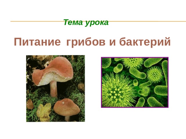 Тема урока Питание грибов и бактерий 