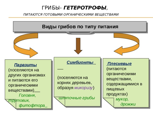  Грибы- гетеротрофы ,   питаются готовыми органическими веществами Виды грибов по типу питания  Симбионты   (поселяются на корнях деревьев, образуя микоризу )  шляпочные грибы   Плесневые (питаются органическими веществами, содержащимися в пищевых продуктах)  мукор,  дрожжи  Паразиты (поселяются на других организмах и питаются его органическими веществами)   Головня, трутовик,  фитофтора     