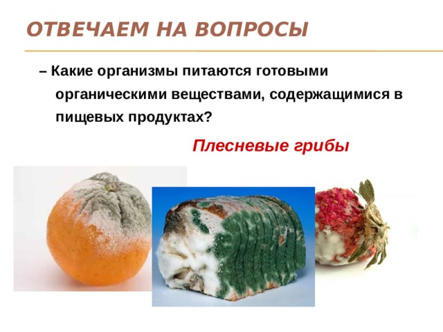 Отвечаем на вопросы – Какие организмы питаются готовыми органическими веществами, содержащимися в пищевых продуктах? Плесневые грибы 