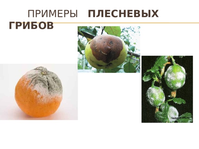  Примеры плесневых грибов 