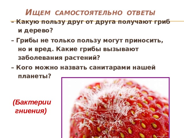  И щем самостоятельно ответы – Какую пользу друг от друга получают гриб и дерево? – Грибы не только пользу могут приносить, но и вред. Какие грибы вызывают заболевания растений? – Кого можно назвать санитарами нашей планеты? (Бактерии гниения) 
