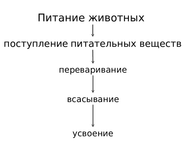 Питание животных поступление  питательных веществ переваривание всасывание усвоение 