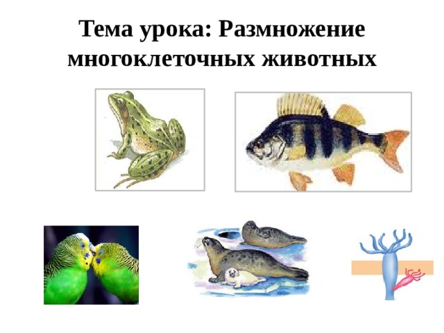 Тема урока: Размножение многоклеточных животных 