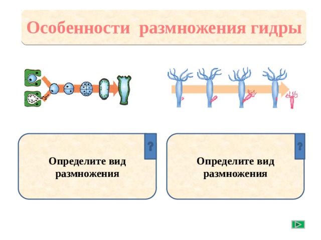 Особенности размножения гидры Определите вид размножения Определите вид размножения В появлении новой гидры участвуют две полове клетки. Половое размножение Новую гидру образуют один организм в результате почкования. Бесполое размножение Сравните и определите форму или вид размножения  