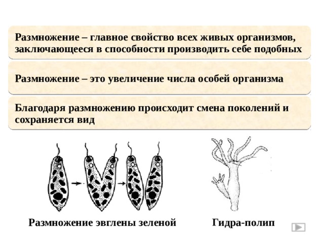 Размножение – главное свойство всех живых организмов, заключающееся в способности производить себе подобных Размножение – это увеличение числа особей организма Благодаря размножению происходит смена поколений и сохраняется вид Гидра-полип Размножение эвглены зеленой 