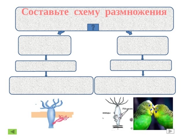  Размножение Составьте схему размножения ПОЛОВОЕ БЕСПОЛОЕ Без участия гамет При помощи гамет Участвуют оба родителя или 1 обоеполый организм Участвует один родитель  