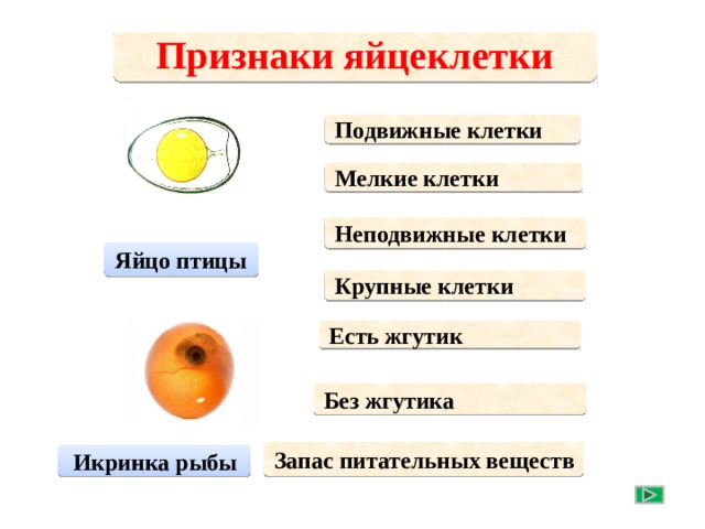 Признаки яйцеклетки Подвижные клетки Мелкие клетки Неподвижные клетки Яйцо птицы Крупные клетки Есть жгутик По щелчку выберите признаки яйцеклетки Без жгутика Запас питательных веществ Икринка рыбы  