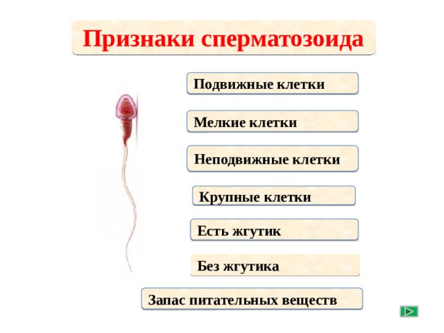 Признаки сперматозоида Подвижные клетки Мелкие клетки Неподвижные клетки Крупные клетки По щелчку выберите признаки сперматозоида Есть жгутик Без жгутика Запас питательных веществ  