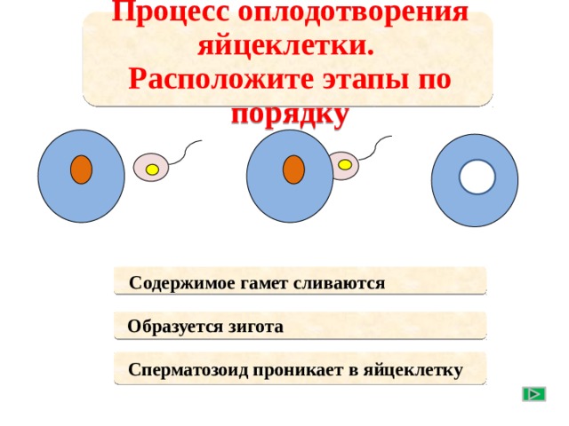 Процесс оплодотворения яйцеклетки. Расположите этапы по порядку  Содержимое гамет сливаются  Образуется зигота  Сперматозоид проникает в яйцеклетку 