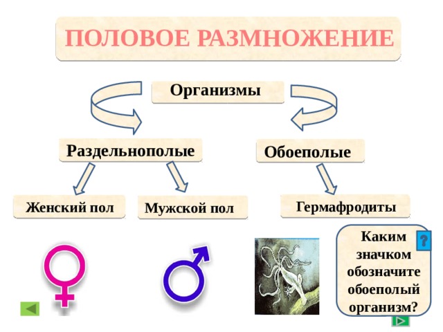 ПОЛОВОЕ РАЗМНОЖЕНИЕ Организмы  Раздельнополые Обоеполые Гермафродиты Женский пол Мужской пол Каким значком обозначите обоеполый организм?  