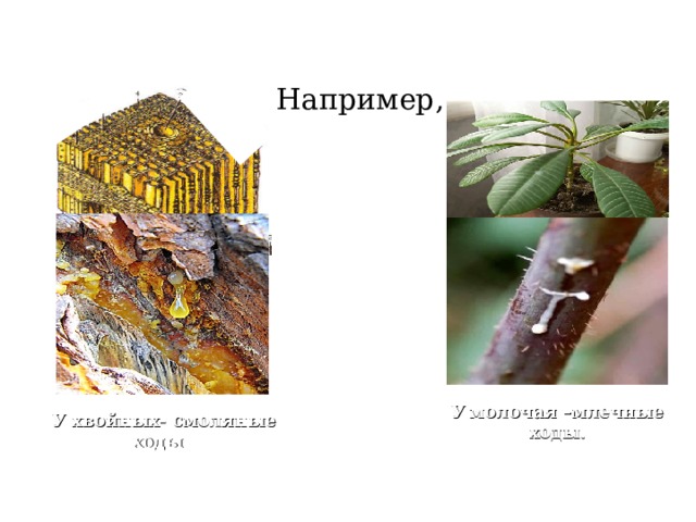 Например, У  молочая –млечные ходы. У хвойных- смоляные ходы 