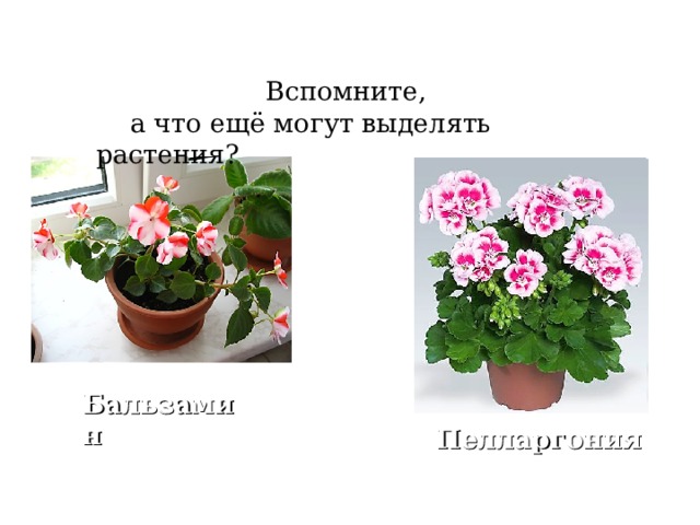  Вспомните,  а что ещё могут выделять растения? Бальзамин Пелларгония 