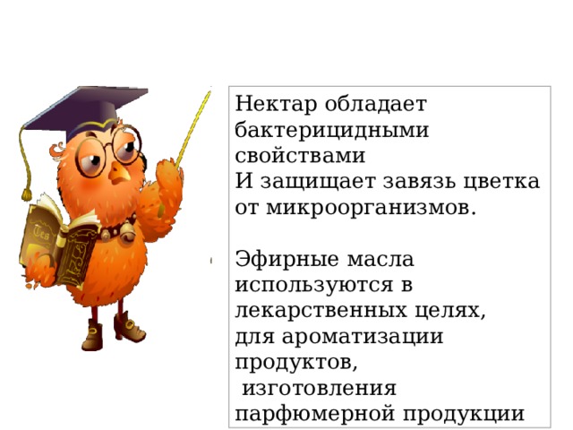 Нектар обладает бактерицидными свойствами И защищает завязь цветка от микроорганизмов. Эфирные масла используются в лекарственных целях, для ароматизации продуктов,  изготовления парфюмерной продукции 