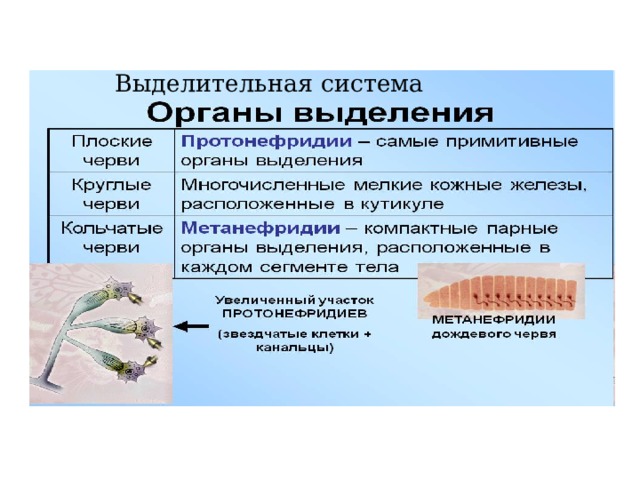 Выделительная система 