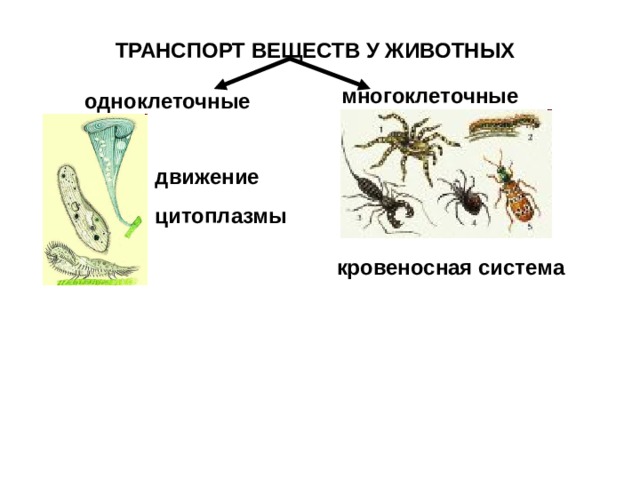 ТРАНСПОРТ ВЕЩЕСТВ  У ЖИВОТНЫХ ТРАНСПОРТ ВЕЩЕСТВ  У ЖИВОТНЫХ многоклеточные одноклеточные движение цитоплазмы кровеносная система  