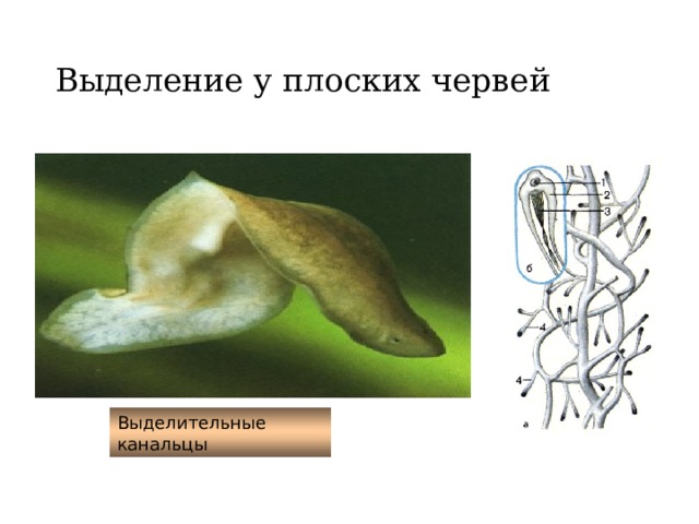 Выделение у плоских червей Выделительные канальцы 