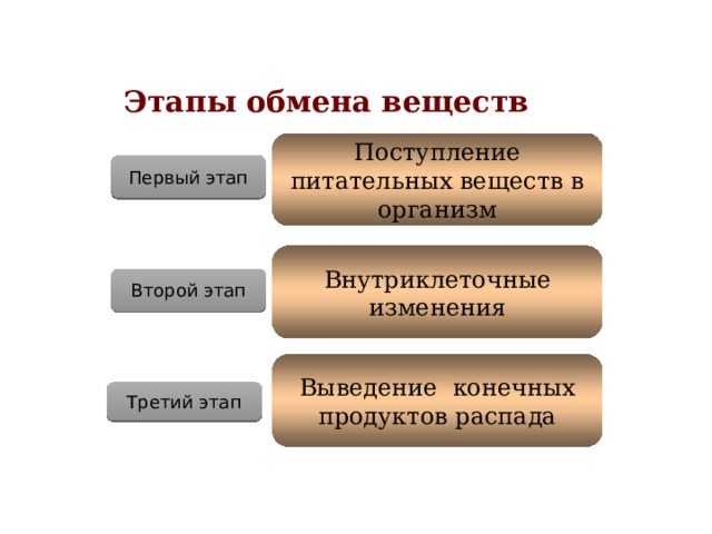 Этапы обмена веществ Поступление питательных веществ в организм Первый этап Внутриклеточные изменения Второй этап Выведение конечных продуктов распада Третий этап 