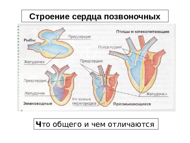 Строение сердца позвоночных Ч то общего и чем отличаются  