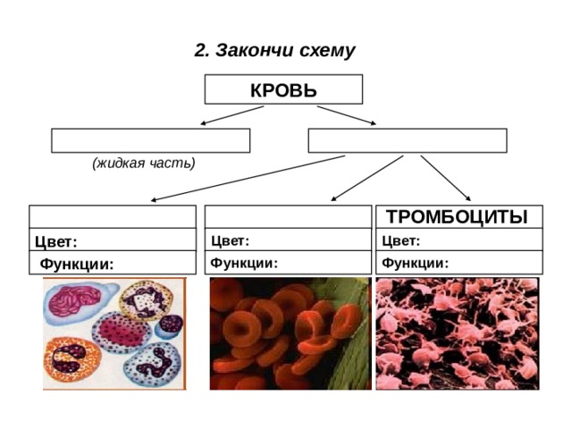 2. Закончи схему КРОВЬ (жидкая часть) ТРОМБОЦИТЫ Цвет: Цвет: Цвет: Функции: Функции: Функции: 