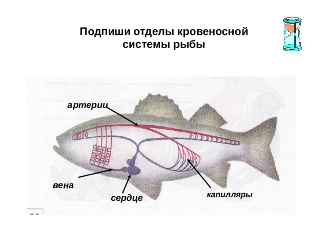 Подпиши отделы кровеносной системы рыбы артерии вена капилляры сердце 