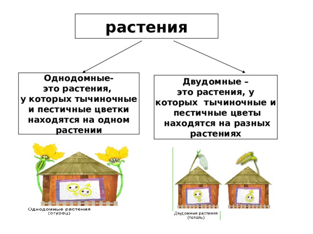 растения Однодомные- это растения, у которых тычиночные  и пестичные цветки находятся на одном растении Двудомные – это растения, у которых тычиночные и  пестичные цветы  находятся на разных растениях 