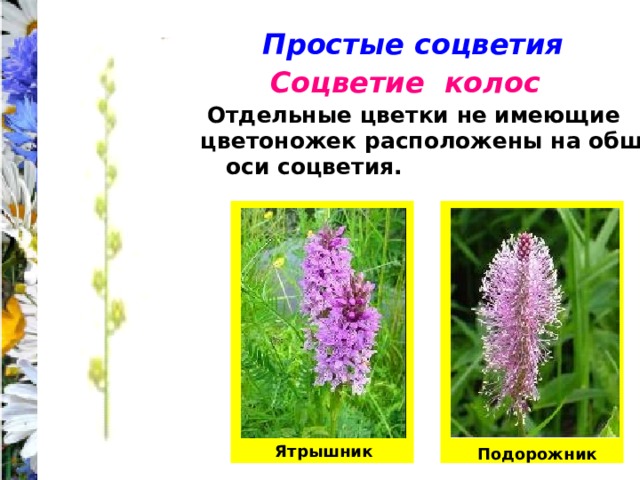 Простые соцветия Соцветие колос Отдельные цветки не имеющие цветоножек расположены на общей оси соцветия. Ятрышник Подорожник 