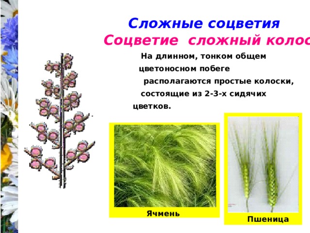 Сложные соцветия Соцветие сложный колос На длинном, тонком общем цветоносном побеге располагаются простые колоски, состоящие из 2-3-х сидячих цветков. Ячмень Пшеница 