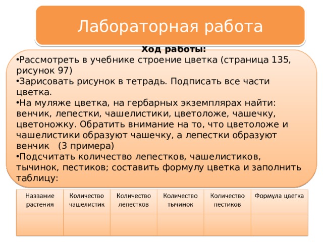 Лабораторная работа  Ход работы: Рассмотреть в учебнике строение цветка (страница 135, рисунок 97) Зарисовать рисунок в тетрадь. Подписать все части цветка. На муляже цветка, на гербарных экземплярах найти: венчик, лепестки, чашелистики, цветоложе, чашечку, цветоножку. Обратить внимание на то, что цветоложе и чашелистики образуют чашечку, а лепестки образуют венчик (3 примера) Подсчитать количество лепестков, чашелистиков, тычинок, пестиков; составить формулу цветка и заполнить таблицу: 