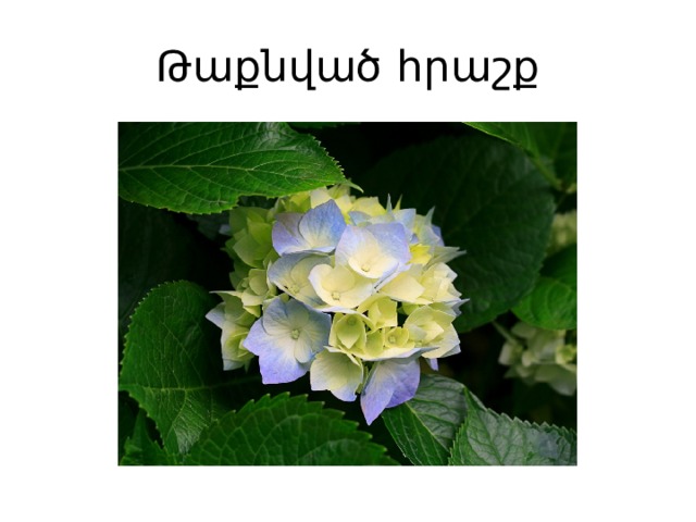 Թաքնված հրաշք 